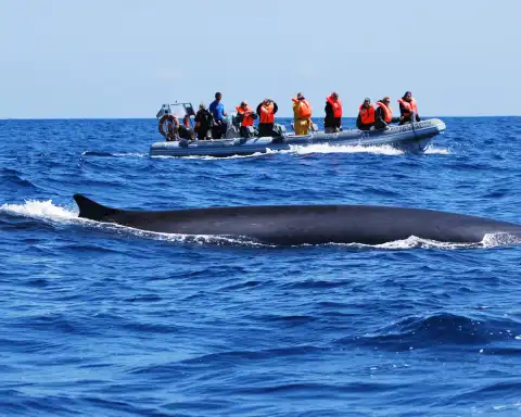 Home Azores Observação de Baleias e Golfinhos 3