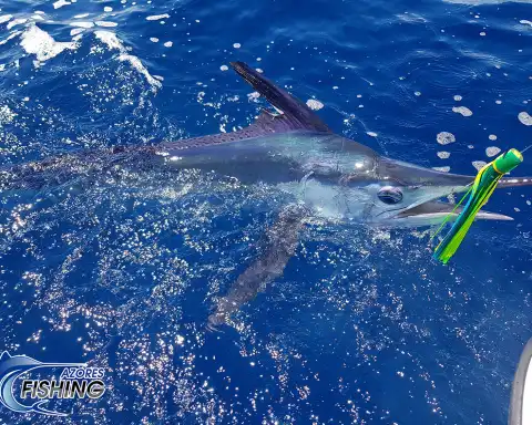 Home Azores Big Game Fishing 3