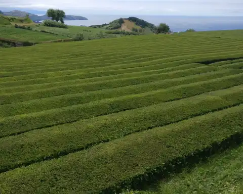 Home Azores Van Tours 5