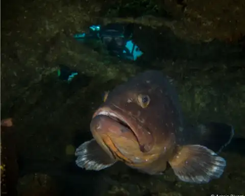 Home Azores Dive In The Azores Sea 2