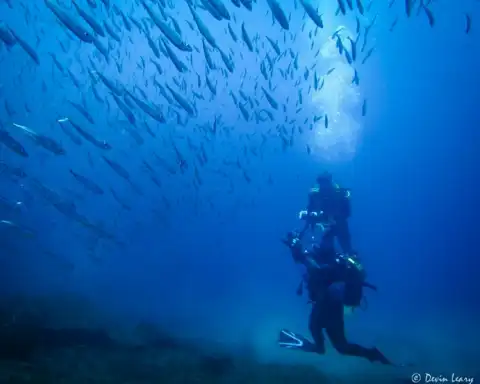 Home Azores Dive In The Azores Sea 9