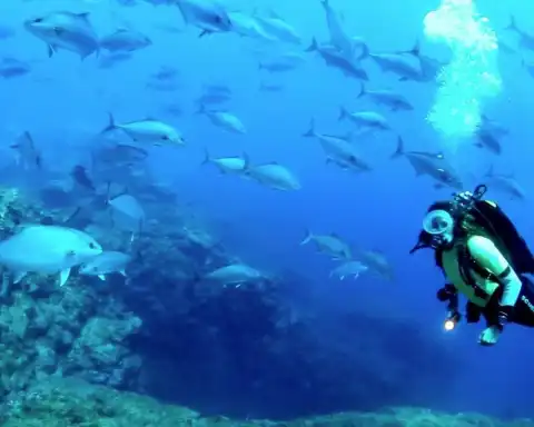 Home Azores Dive In The Azores Sea 5