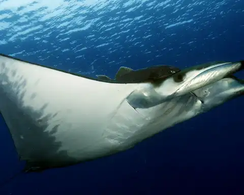 Home Azores Dive In The Azores Sea 3