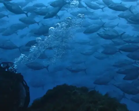 Home Azores Dive In The Azores Sea 6