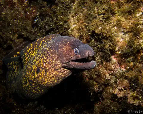 Home Azores Dive In The Azores Sea 4