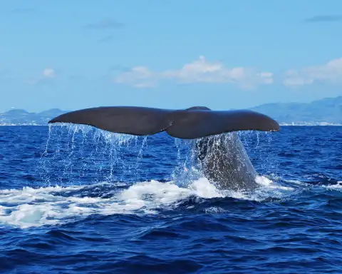 Home Azores Observação de Baleias e Golfinhos 2