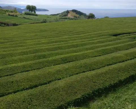 Home Azores Van Tours 5