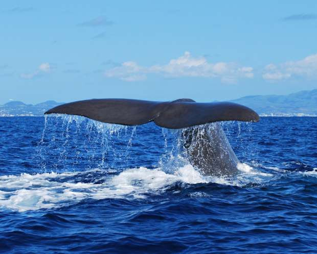 Home Azores - Observação de Baleias e Golfinhos