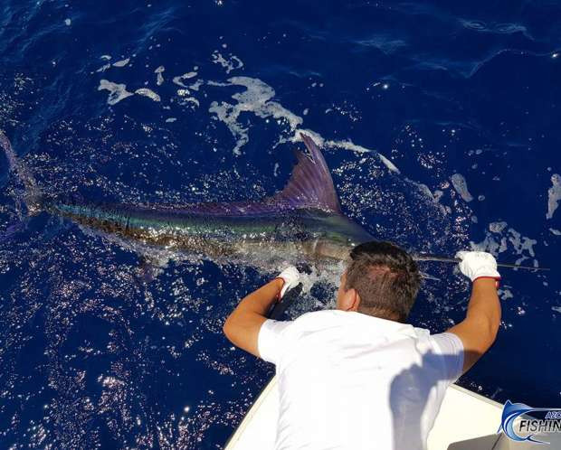 Home Azores - Big Game Fishing
