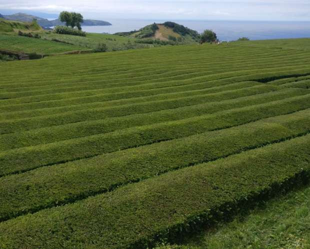 Home Azores - Van Tours