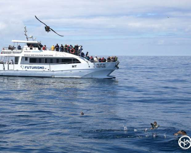 Home Azores - Whales and Dolphins Watching