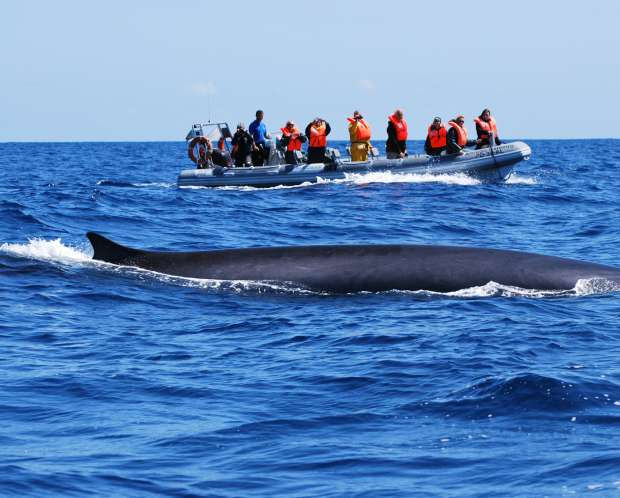 Home Azores - Observação de Baleias e Golfinhos