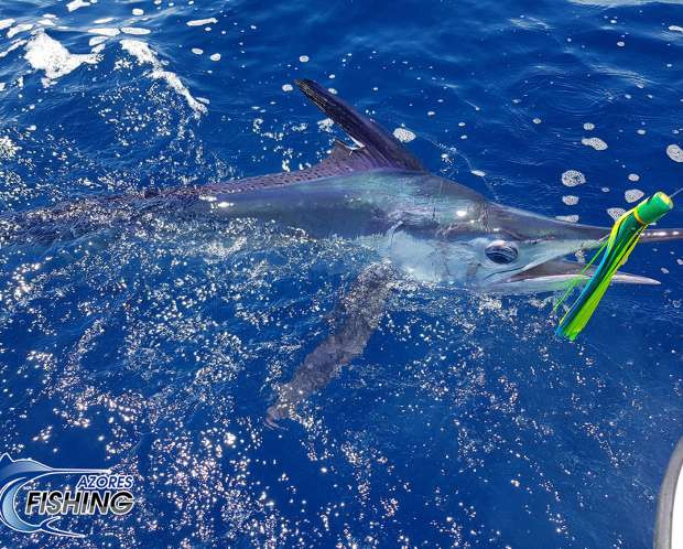 Home Azores - Big Game Fishing