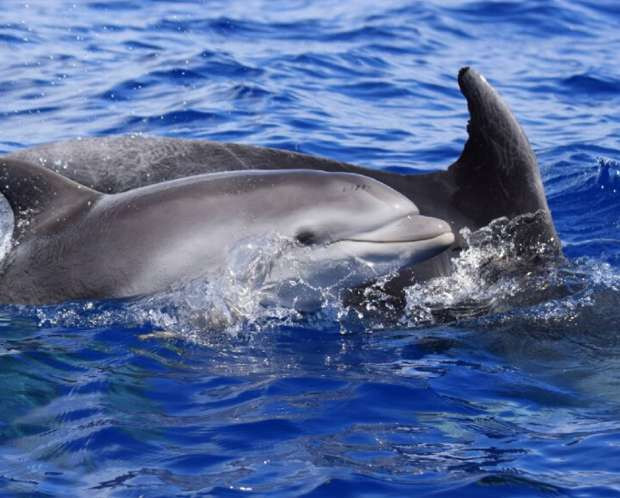 Home Azores - Observação de Baleias e Golfinhos