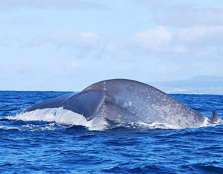 Observação de Baleias e Golfinhos