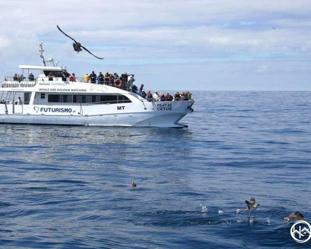 Home Azores - Observação de Baleias e Golfinhos