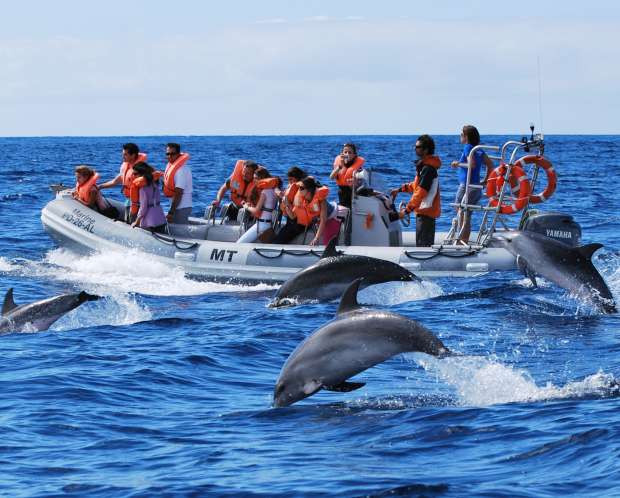 Home Azores - Observação de Baleias e Golfinhos